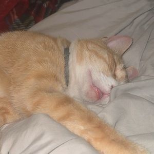 Meet your Posher, Cecilia